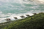 sea bird ocean beach sandpiper family waters nature stock photo