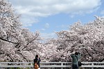 cherry blossoms bridge natural landscape photograph stock photo