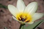 tulip tulipa purchase manniana petals stamens pistils blossom stock photo