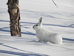 hare winter snow forest birch snowdrift silence frost stock photo