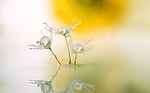 dandelion drops reflection waterdrop seeds close up flying stock photo