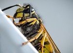 wasp macro insect nature animal close up stock photo