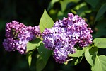 syringa nature violet flower wallpaper spring bush beautiful stock photo