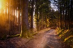 forest sun warm nature light trees landscape path stock photo