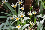 wild tulips tulipa sylvestris vineyard-tulips forest-tulips blossoms white stock photo