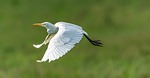 heron white flight flies feather bird nature animal stock photo