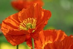poppy flower wallpaper blossomed stamens background pistils blossom stock photo