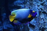 blue yellow fish aquarium lyon colorful underwater color stock photo
