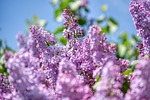 lilac olive tree purple nature bloom spring garden stock photo