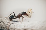 ants macro insects nature plants ant garden antenna stock photo