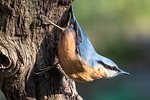 nuthatch bird nature blue feathers figure stock photo