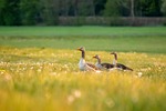 nature summer wild goose water bird lawn stock photo