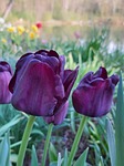 tulips tulipa spring flower blossoms nature voilett garden stock photo