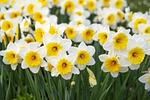 spring flowers white-and-yellow blossoms stock photo