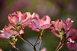 cornus flower background flowering branch blossom beautiful flowers stock photo