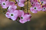 cornus tree blossoms florida spring bloom nature branch stock photo