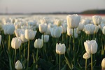 tulips tulip field white netherlands bulb nature polder stock photo