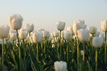 tulips flower wallpaper tulip field netherlands white flowers stock photo