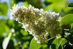 syringa white flower nature garden bush wallpaper beautiful stock photo