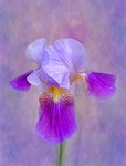 iris flower painting texture blossom wallpaper nature spring stock photo