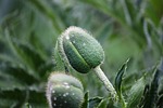 poppy seed capsule waterdrop wet green bud poppies stock photo