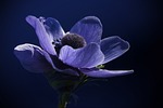 anemone blue spring nature blossom bloom plant buttercup stock photo