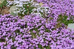 lilac phlox ground cover flower garden spring nature stock photo