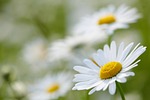 flower daisies hd wallpaper blossoms flora spring garden stock photo