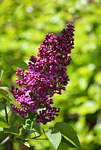 lilac ornamental shrub blossoms syringa fragrant spring garden stock photo