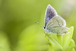 butterfly insects nature animal wing macro photo camera stock photo