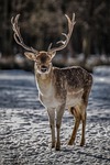 deer wild animal forest nature wildlife antler meadow stock photo