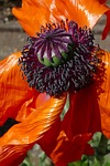 poppy papaver somniferum opium seeds plant flower wallpaper stock photo