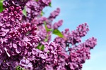 lilac syringa purple bush tree bloom shrub ornamental stock photo