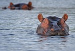 hippo hippopotamus animal look watch attentive water wild stock photo
