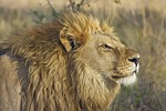 lion feline big cat animal safari mammal predator stock photo
