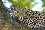 leopard animal safari mammal big cat predator wild stock photo