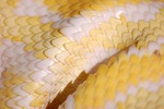 snake scales reptile animal creature python albino exotic stock photo