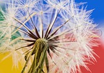 dandelion seed head plant red-seeded taraxacum erythrospermum flora stock photo