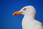 seagull bird nature animal gull seabird wildlife beak stock photo