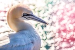 northern gannet sea bird north plumage close up stock photo