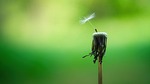 dandelion macro seeds close up nature pointed flower stock photo