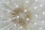 dandelion seeds nature close up macro stock photo