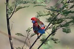 crimson rosella parrot branch perched platycercus elegans bird stock photo