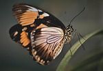 butterfly tropical exotic insect wing stock photo