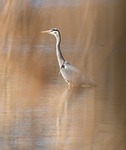heron pond reeds nature bird feather water natural stock photo