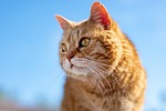 cat roux old look pet profile animal nature stock photo