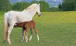 foal free background brown drunk hd wallpaper beautiful stock photo