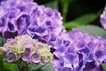 hydrangea flower bloom background wallpaper flora nature blossom stock photo