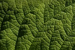 gunnera hd wallpaper desktop backgrounds leaf green details stock photo