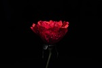 rose nature flower flowers wallpaper beautiful background red stock photo
